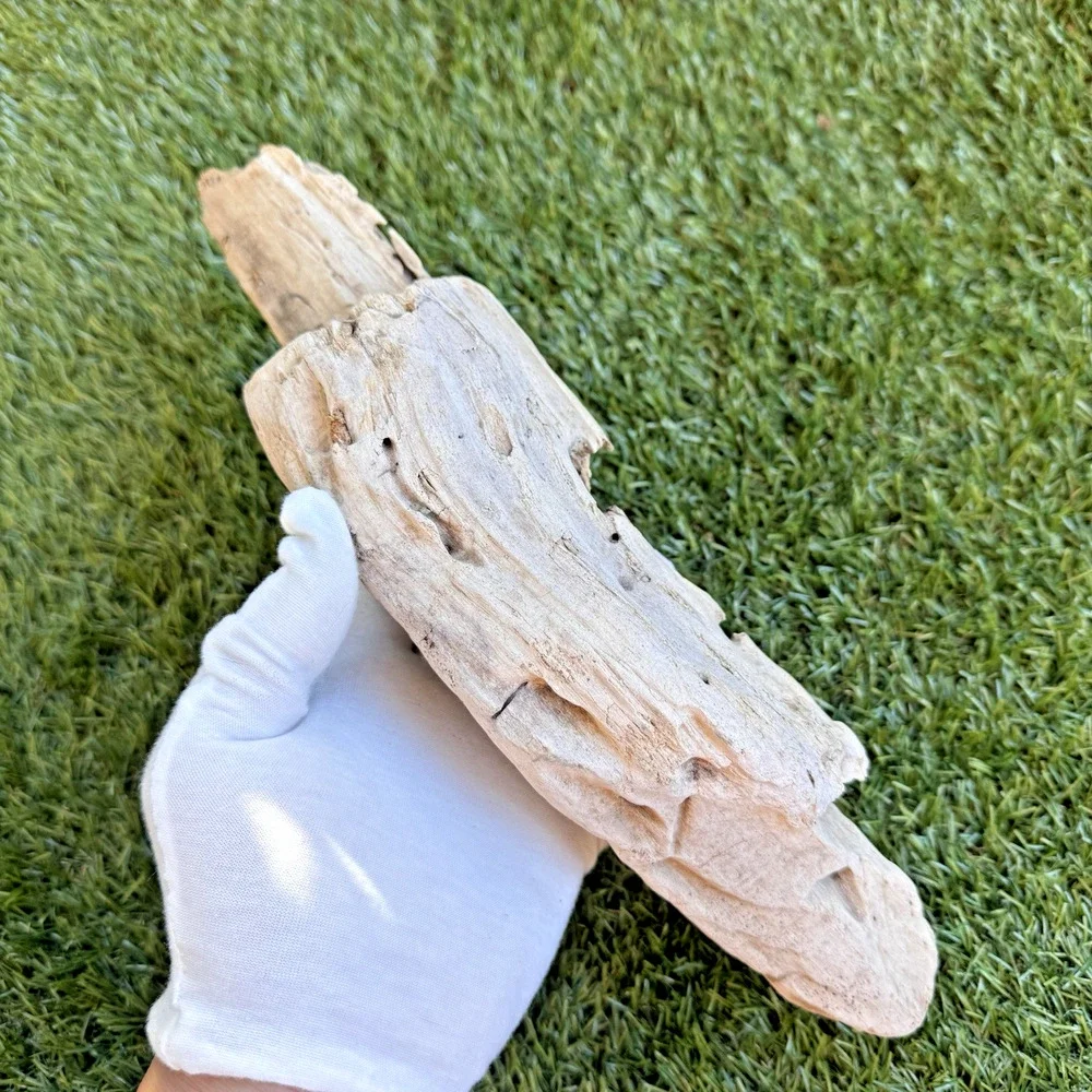 2 Natural Driftwood Pieces California Coast Rustic Beach Decor Aquarium Art